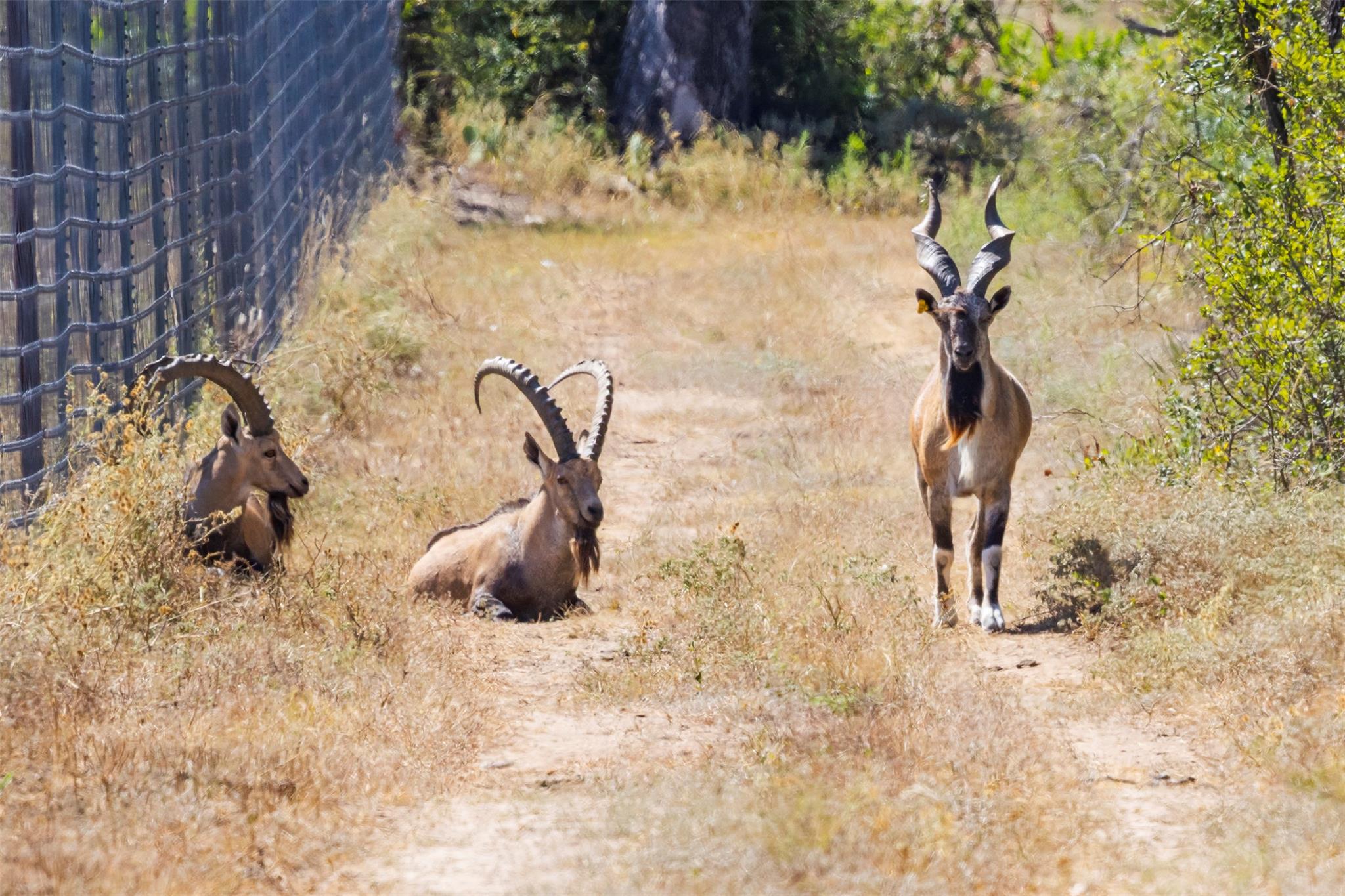 3021 Farm to Market 1689, Comanche, TX 76442