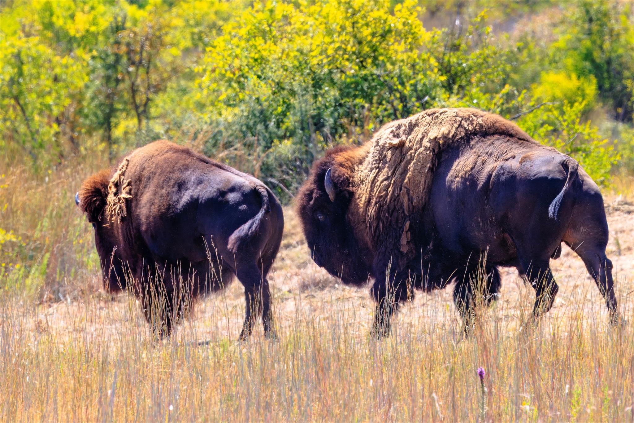 3021 Farm to Market 1689, Comanche, TX 76442