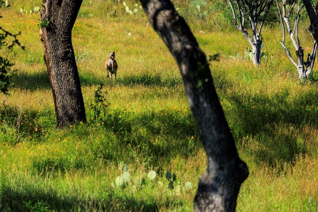 3736-6 County Rd 113 Rd, Llano, TX 78643