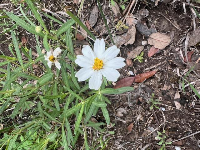 16205 Big Oak Cir, Leander, TX 78641