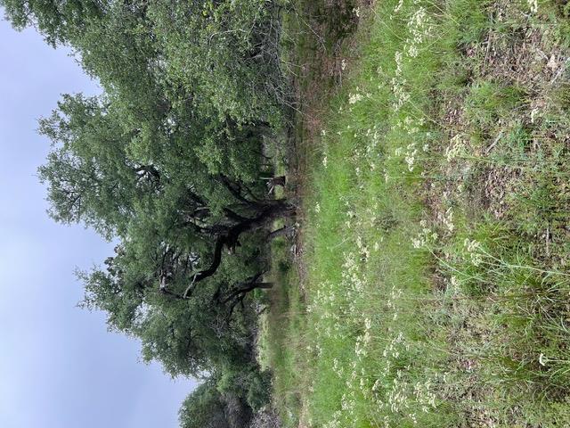 16205 Big Oak Cir, Leander, TX 78641