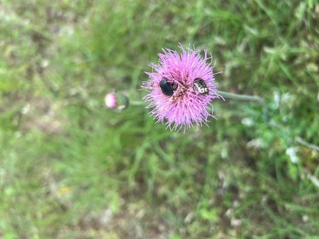 16205 Big Oak Cir, Leander, TX 78641