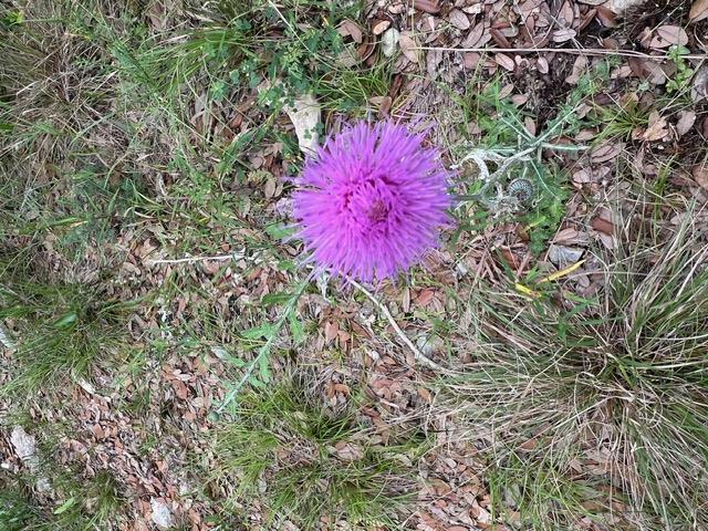 16205 Big Oak Cir, Leander, TX 78641