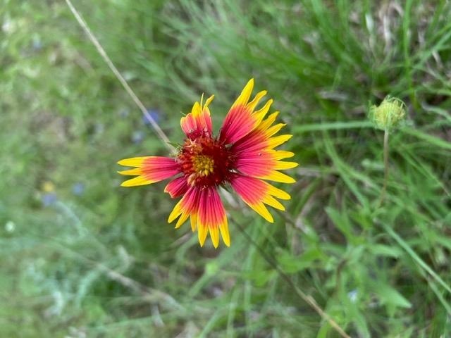 16205 Big Oak Cir, Leander, TX 78641