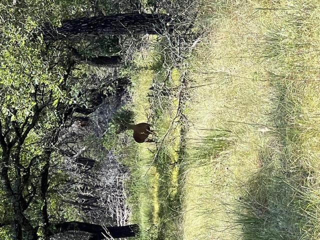 16205 Big Oak Cir, Leander, TX 78641