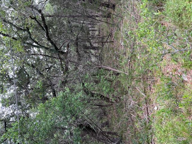 16205 Big Oak Cir, Leander, TX 78641