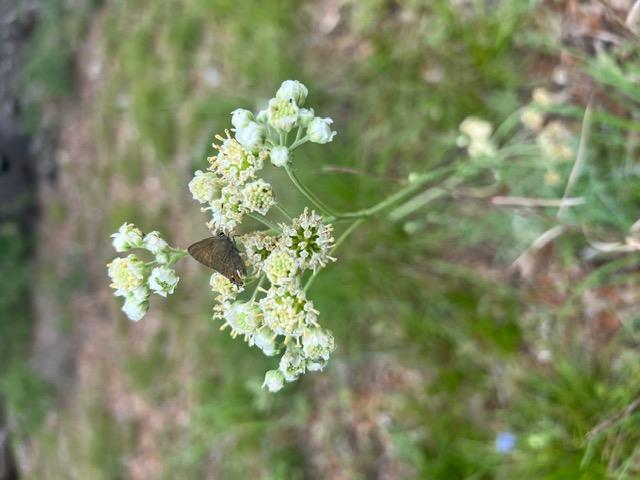 16205 Big Oak Cir, Leander, TX 78641