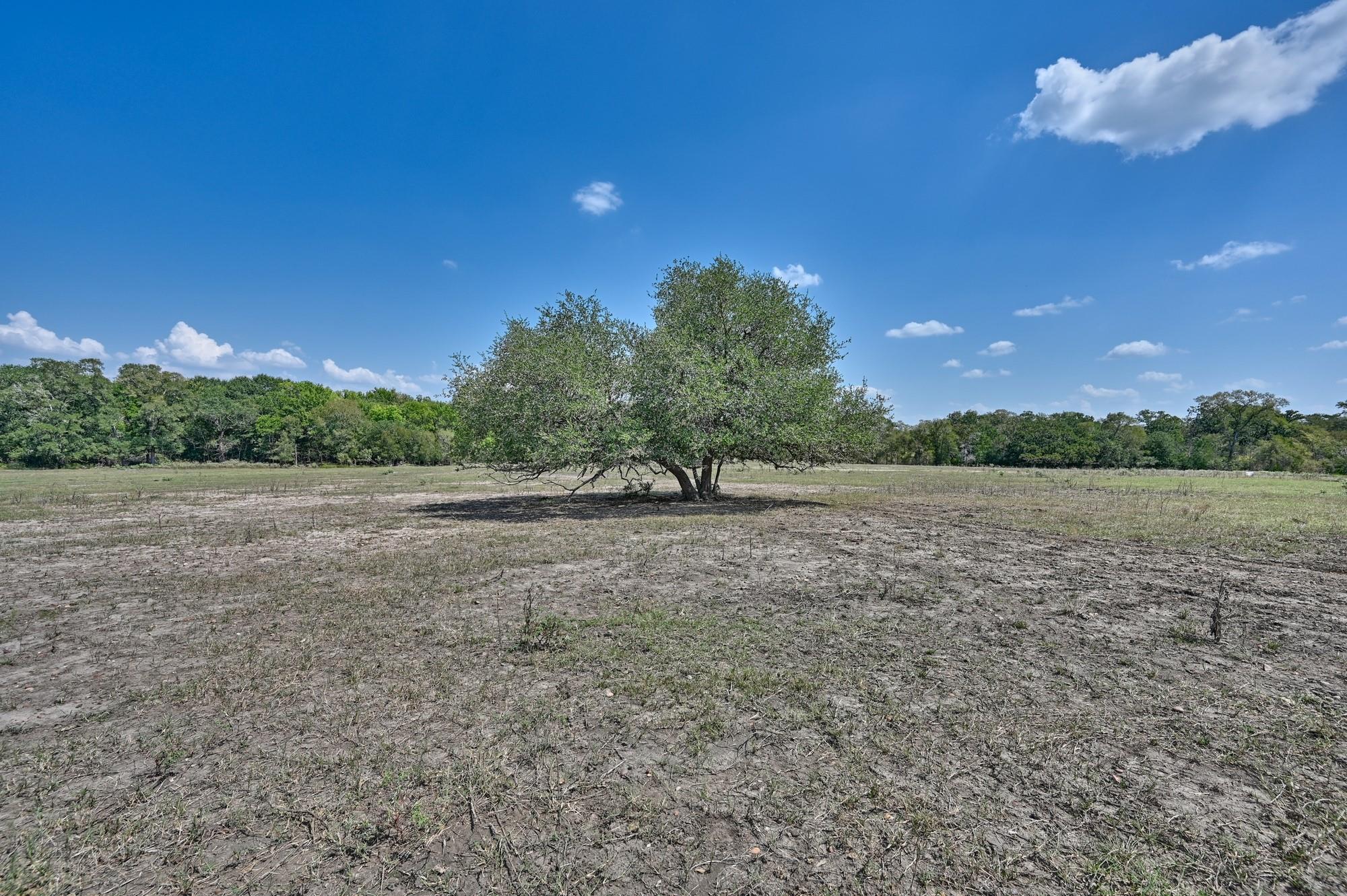 TBD(+/- 237.91 AC) HWY 36 S, Caldwell, TX 77836