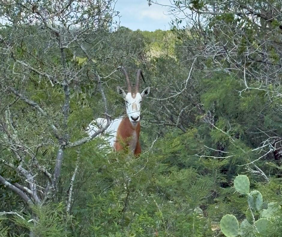 2131 Private Road 3157, Brackettville, TX 78832