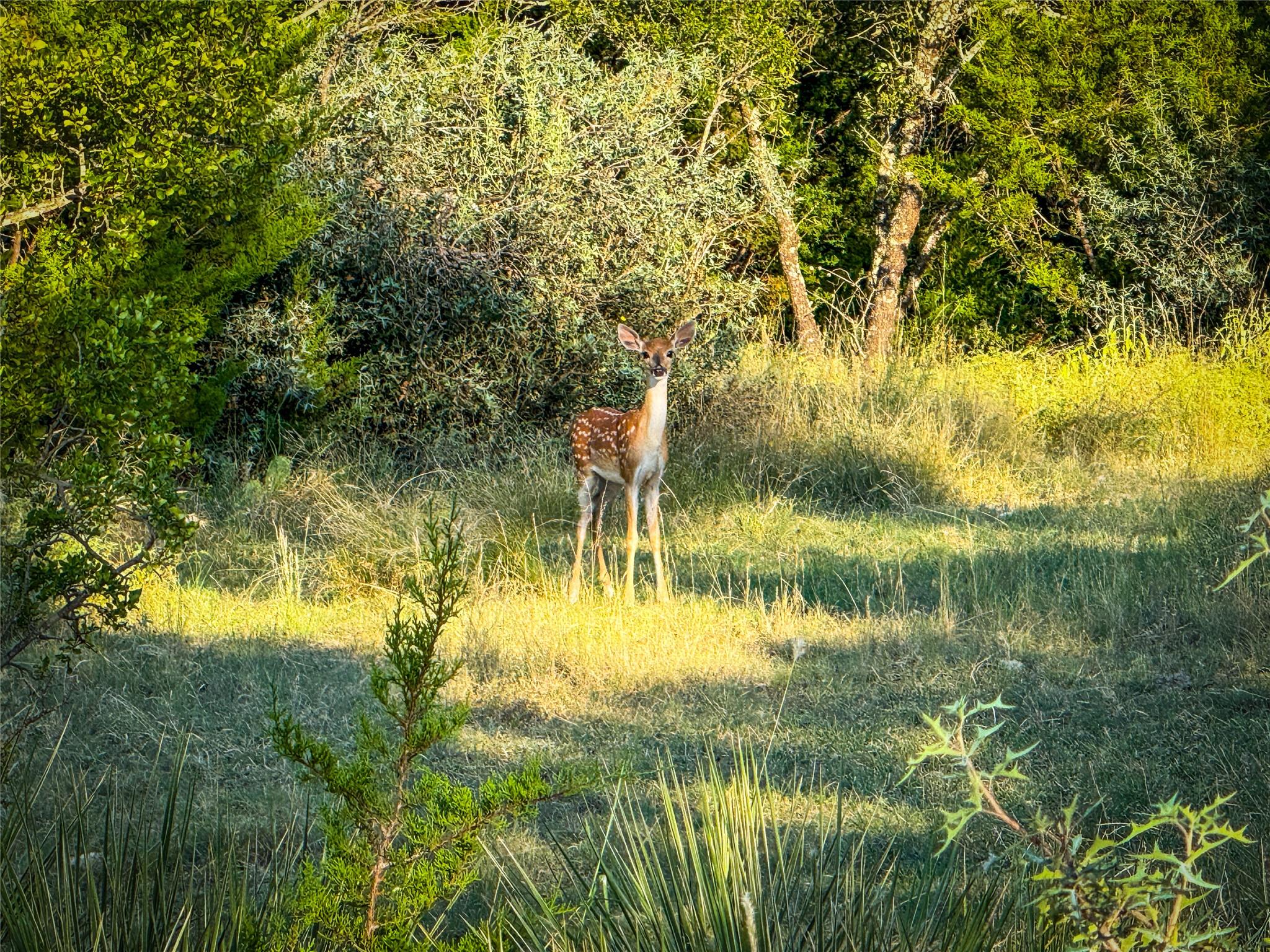177 County Road 410, Goldthwaite, TX 76844