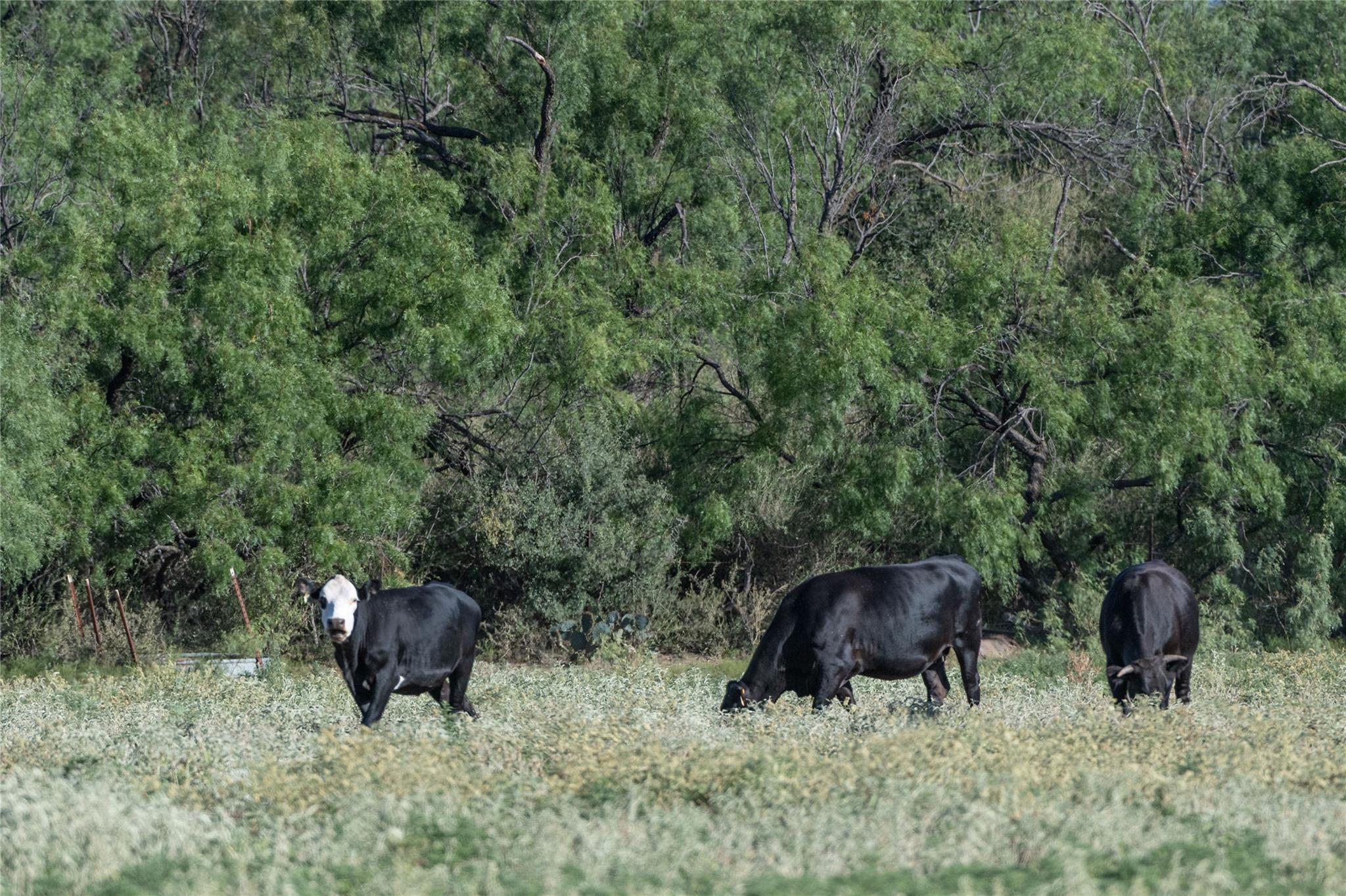 1281 pr 3740, Coleman, TX 76888