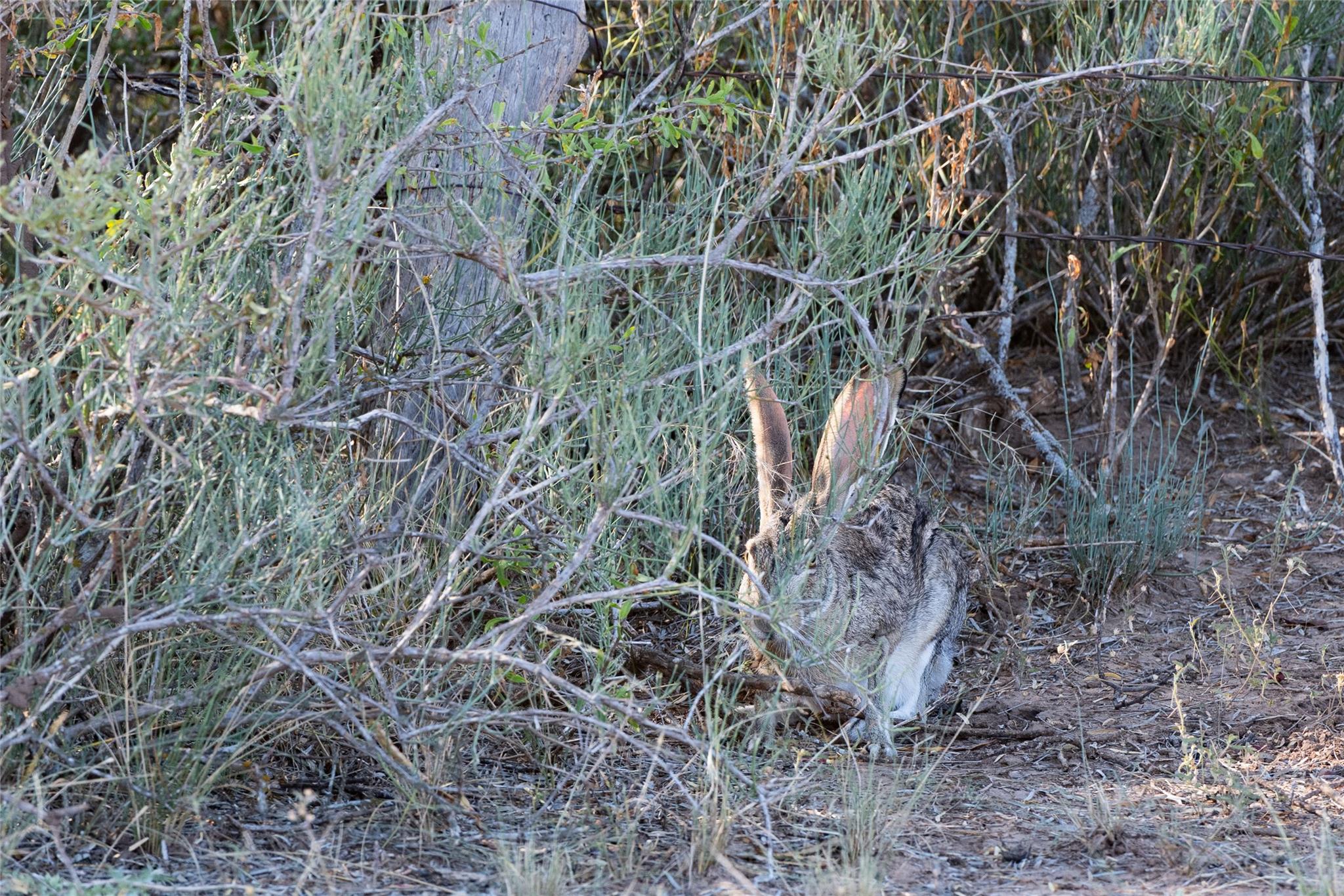 1281 pr 3740, Coleman, TX 76888