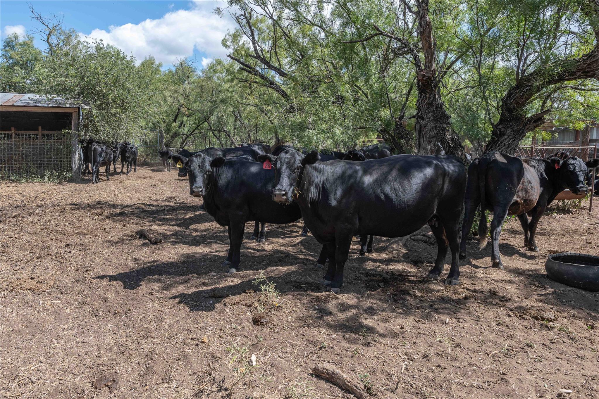 1281 pr 3740, Coleman, TX 76888