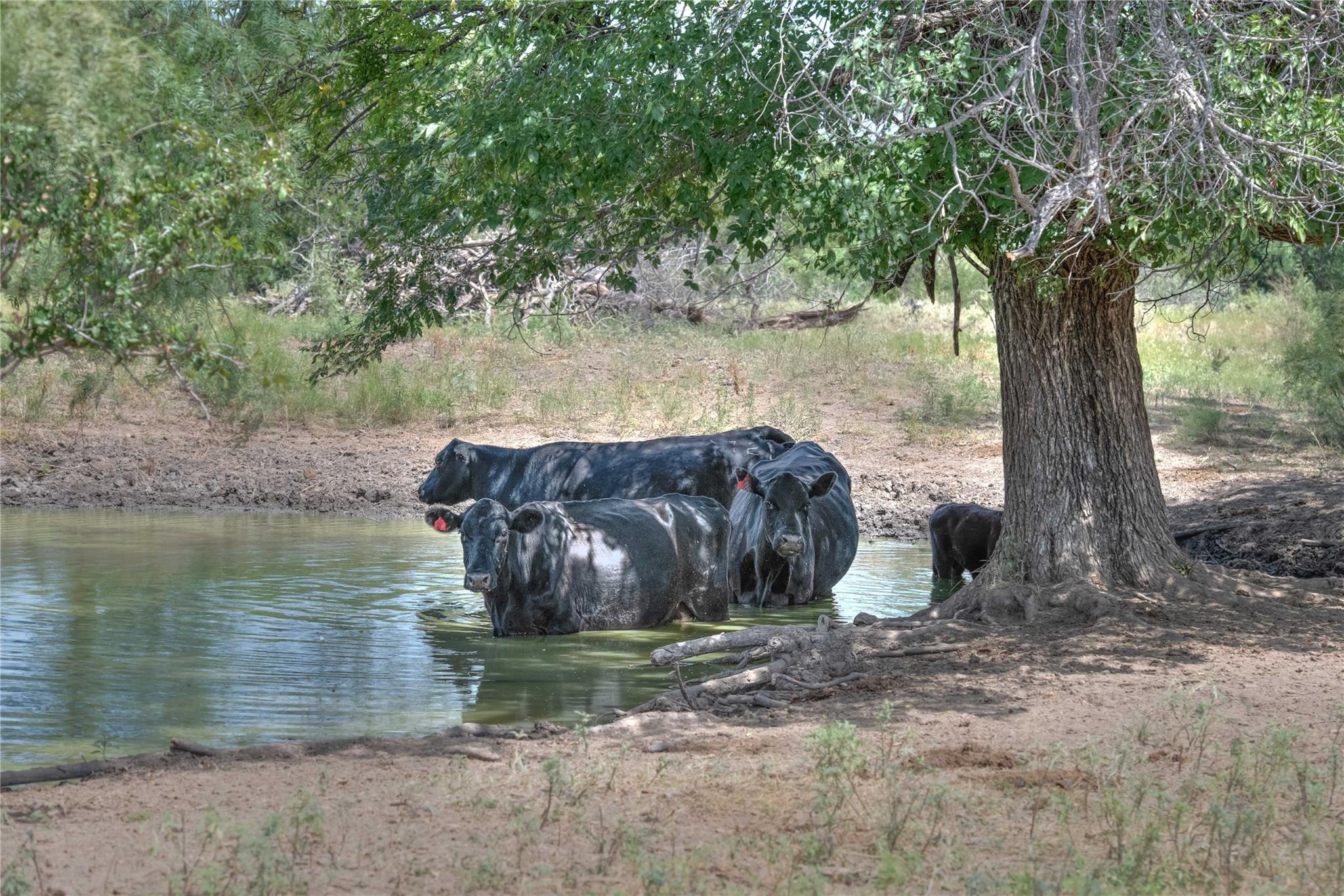 1281 pr 3740, Coleman, TX 76888