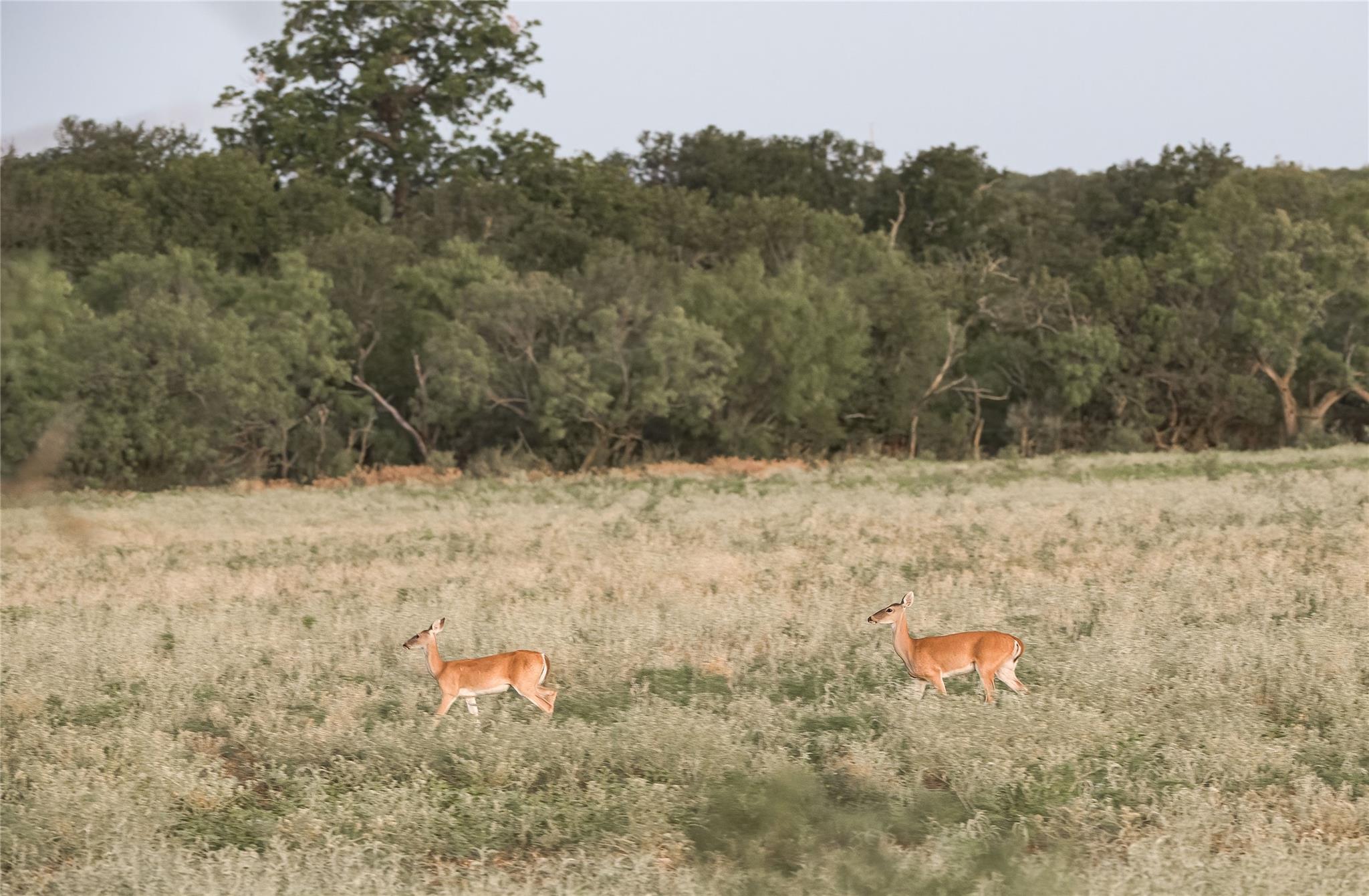 1281 pr 3740, Coleman, TX 76888