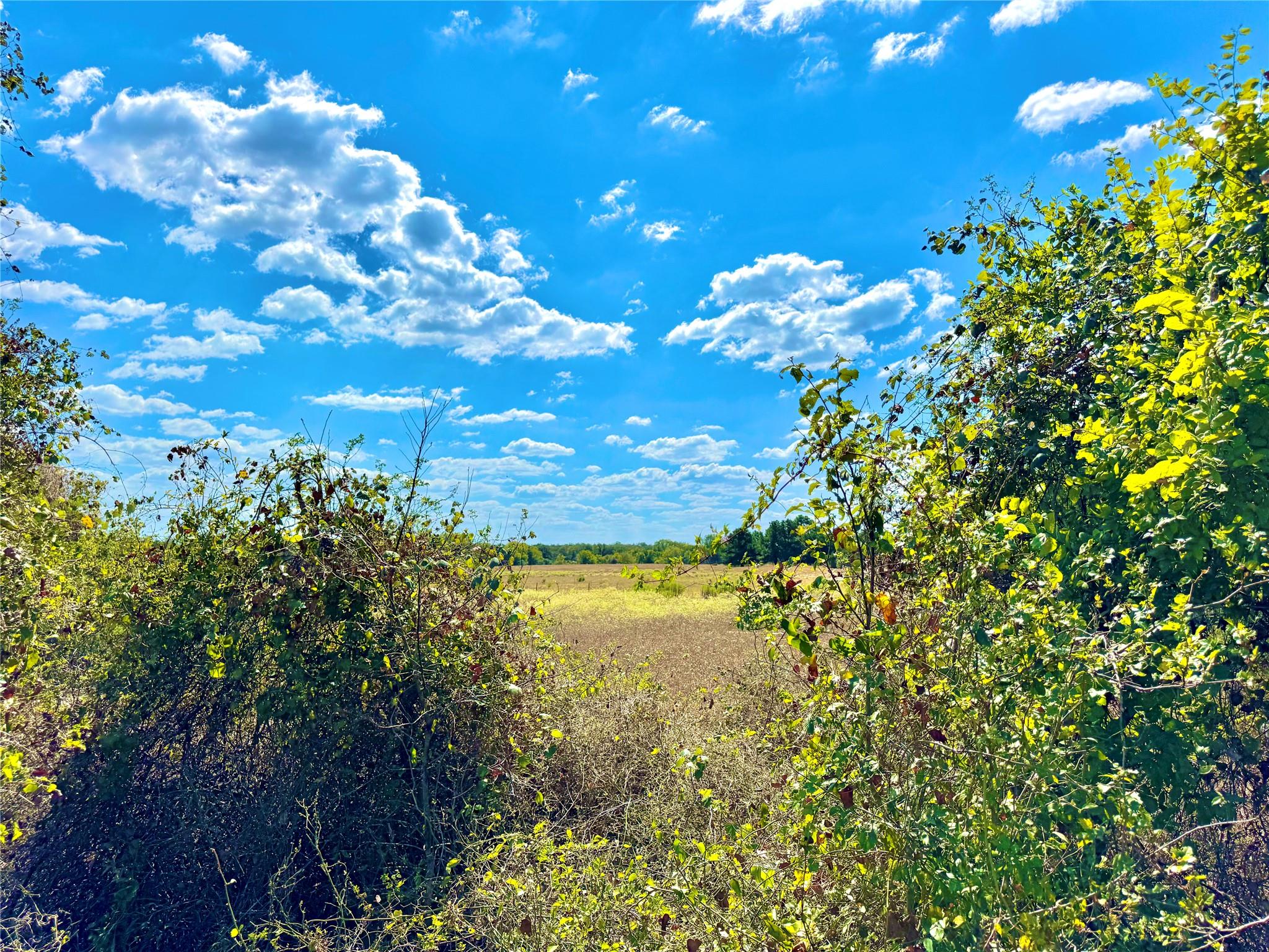 TBD 50.62 Acres Rabel Rd, Rosanky, TX 78953