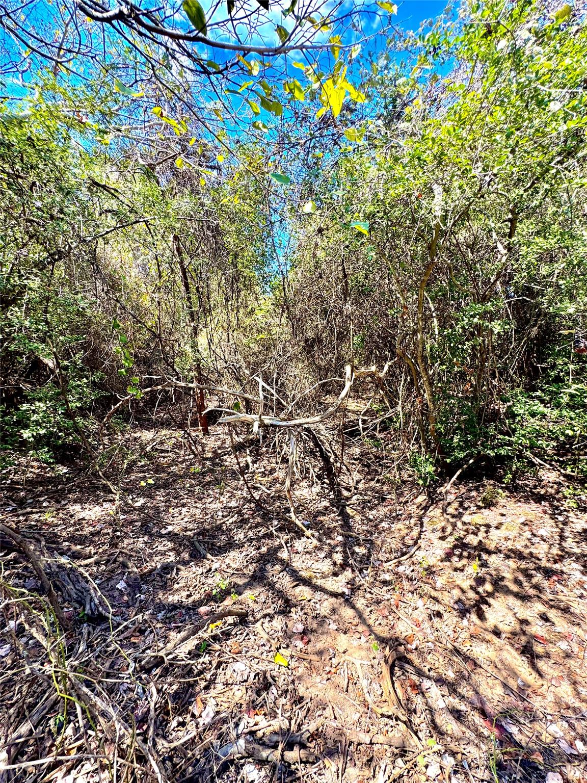 TBD 50.62 Acres Rabel Rd, Rosanky, TX 78953