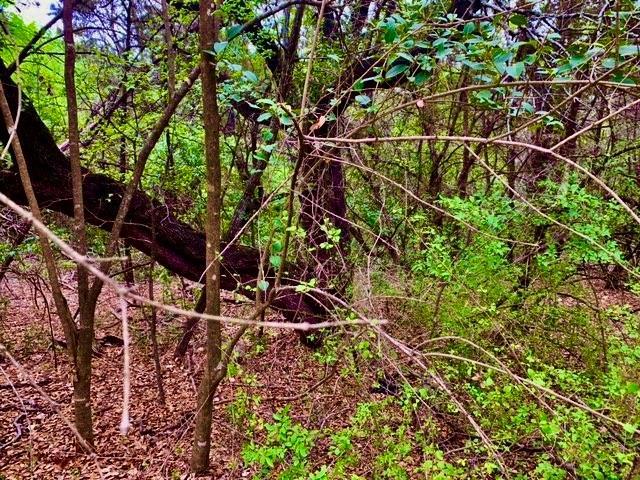 14801 GREAT EAGLE Trl, Austin, TX 78734