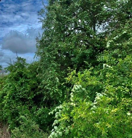 14801 GREAT EAGLE Trl, Austin, TX 78734