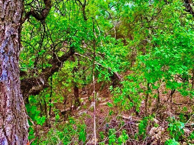 14801 GREAT EAGLE Trl, Austin, TX 78734