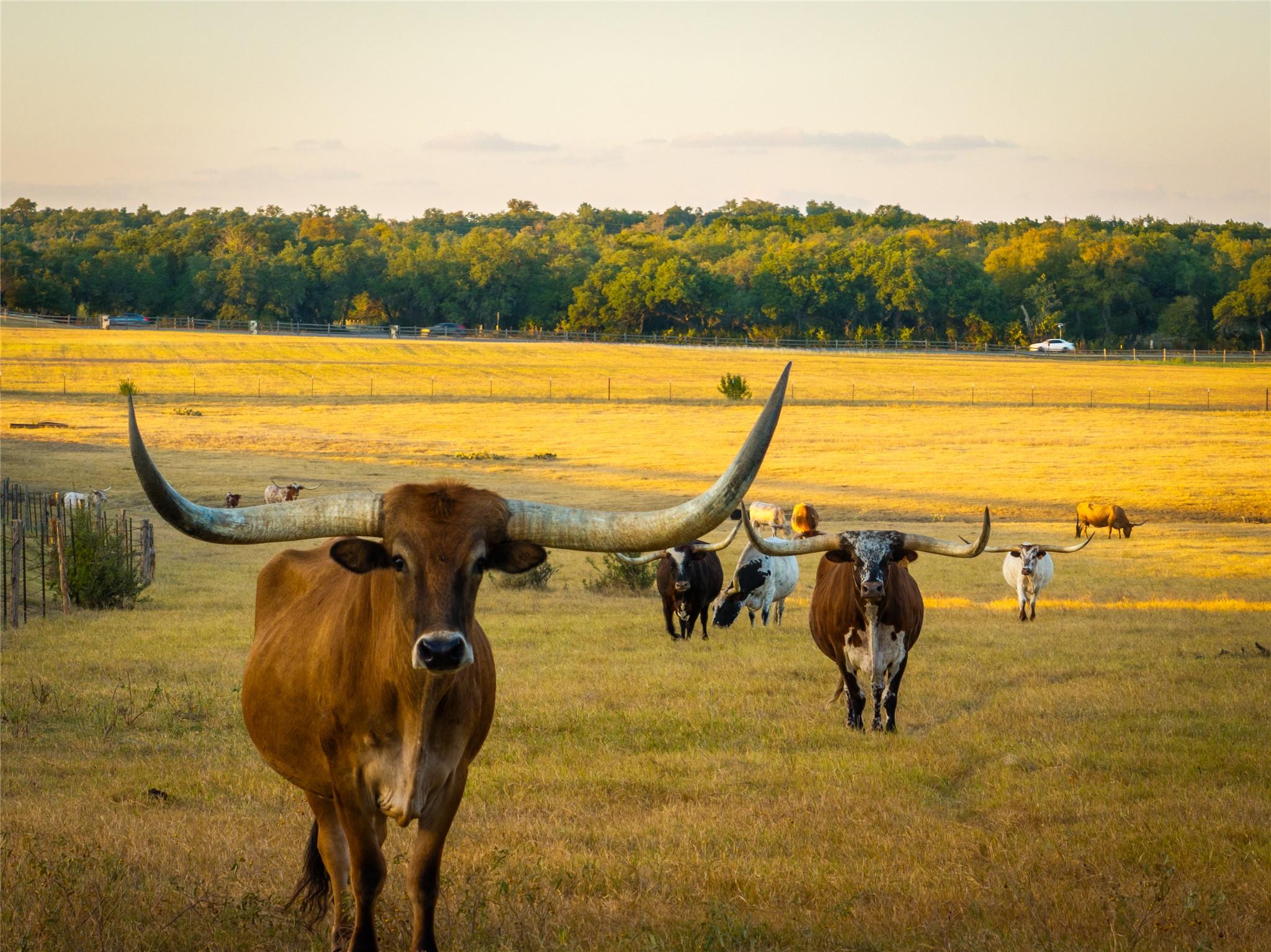 169 Island Oaks Ln, Driftwood, TX 78619