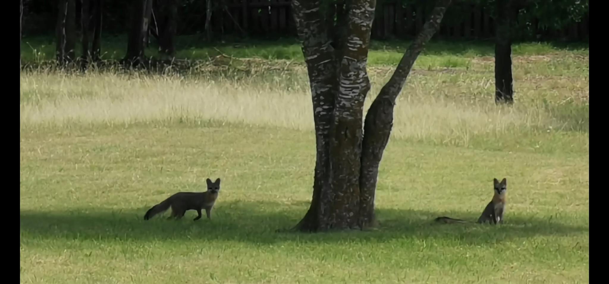 1701 Sycamore St, Temple, TX 76502