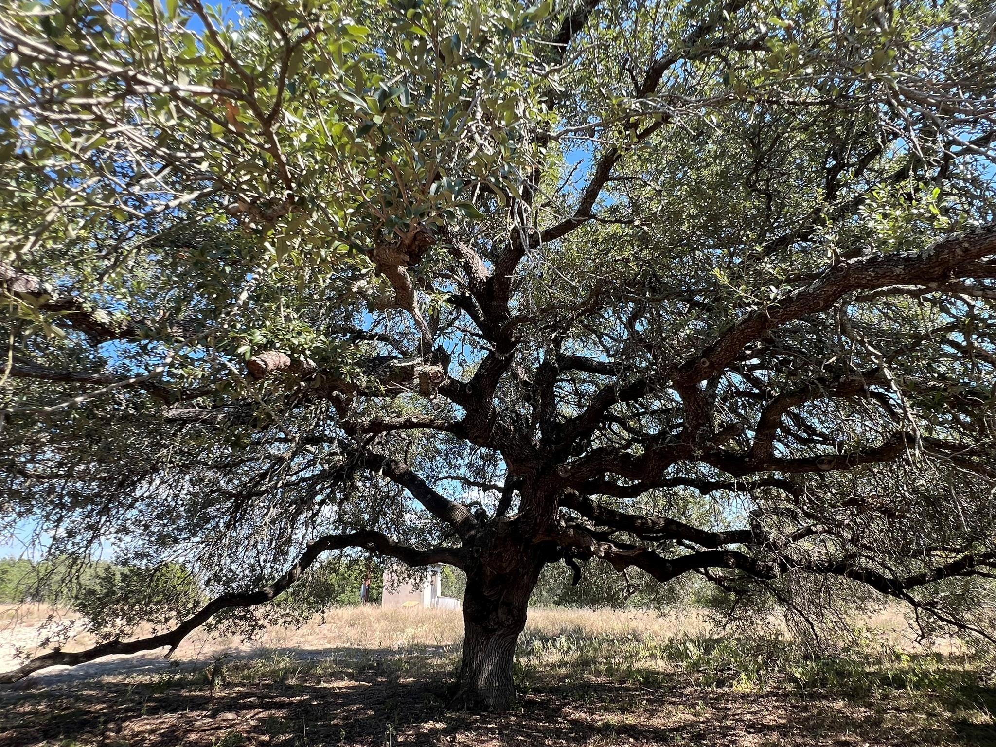 12609 Pauls Valley Rd, Austin, TX 78737