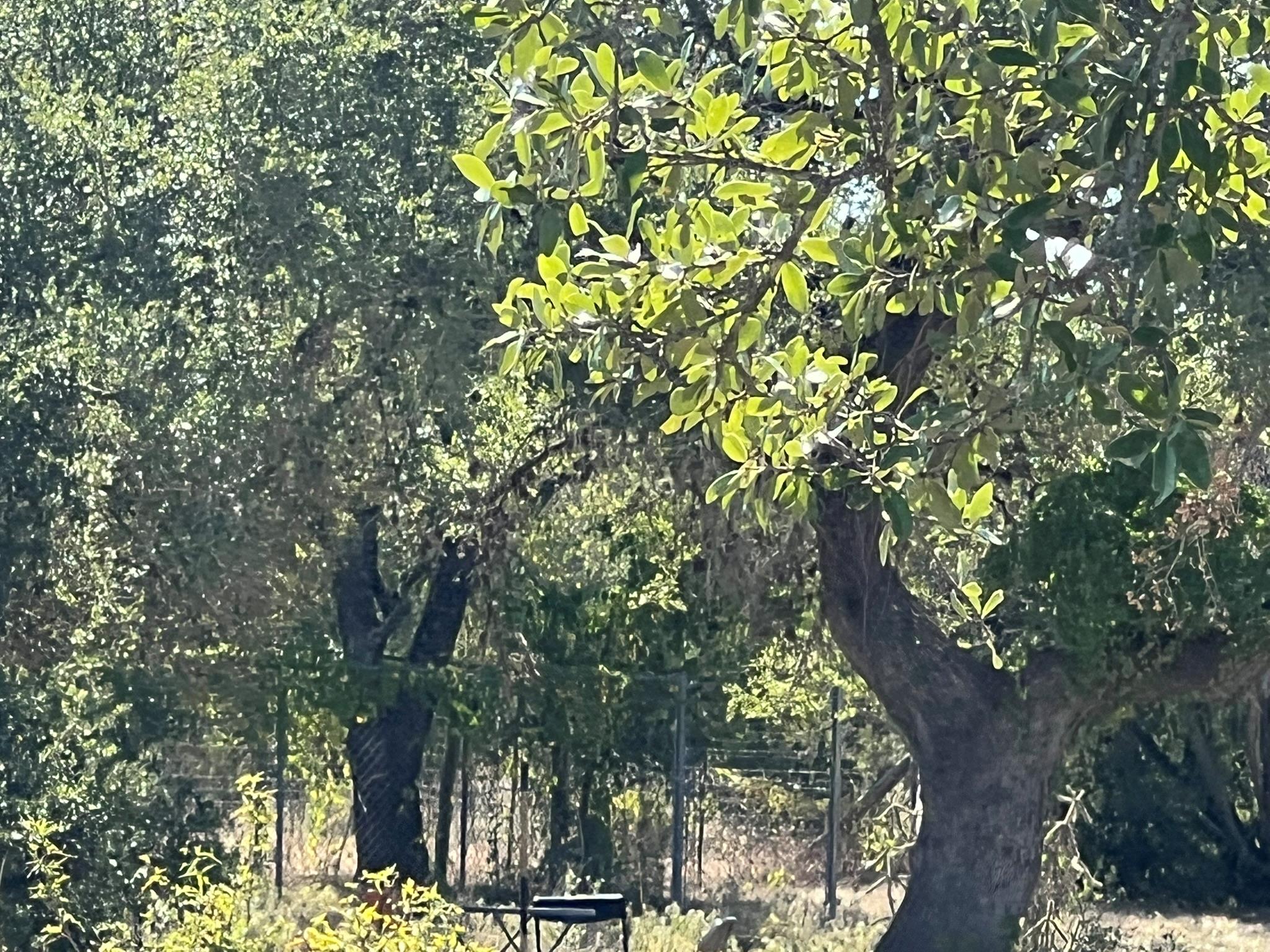 12609 Pauls Valley Rd, Austin, TX 78737