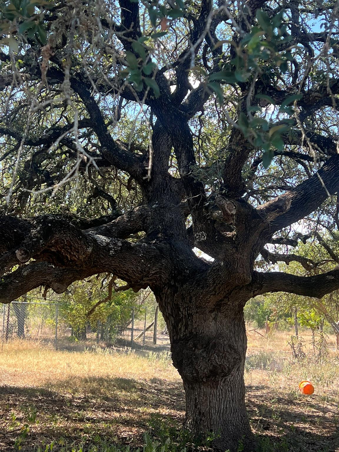 12609 Pauls Valley Rd, Austin, TX 78737