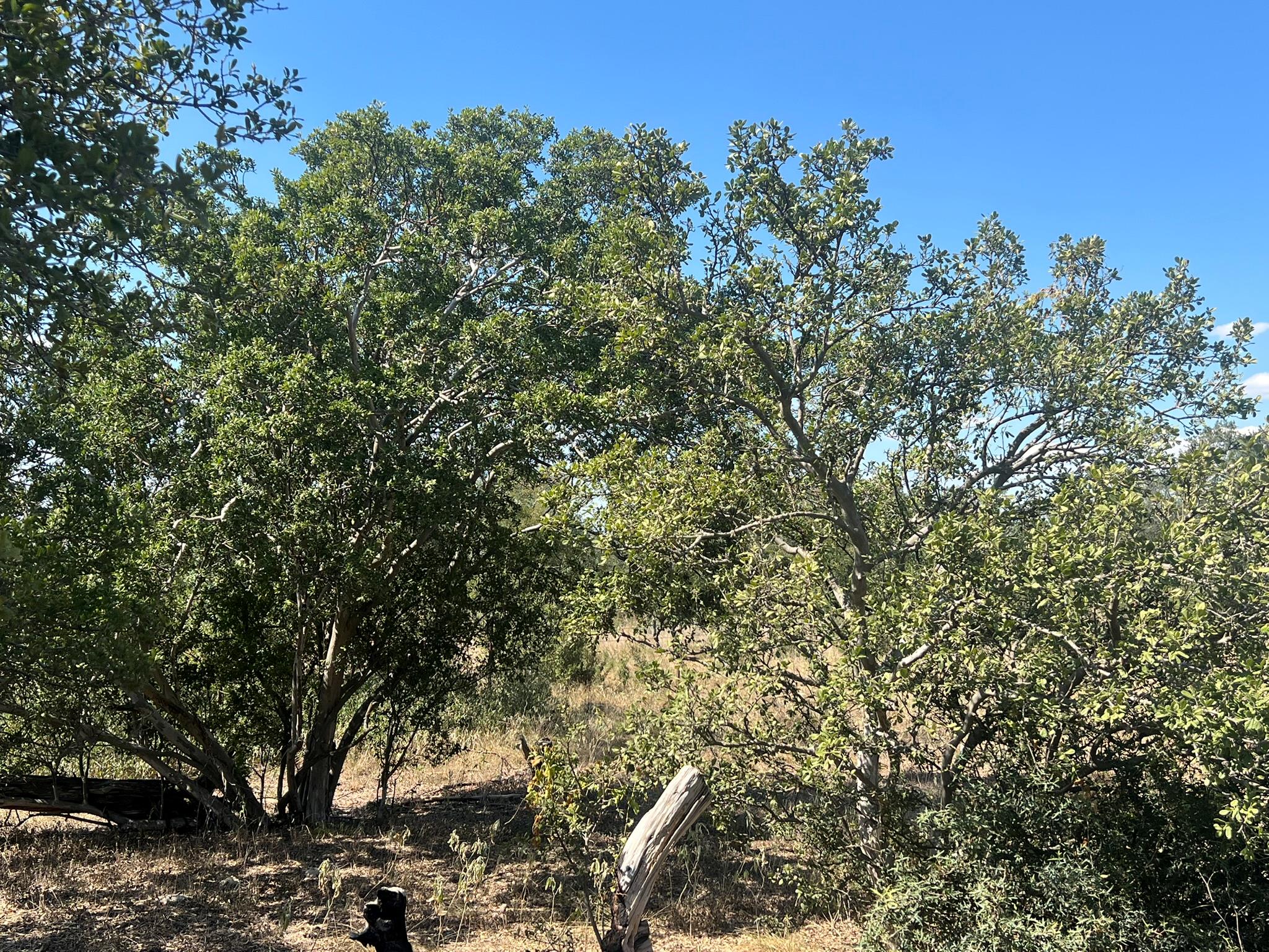 12609 Pauls Valley Rd, Austin, TX 78737