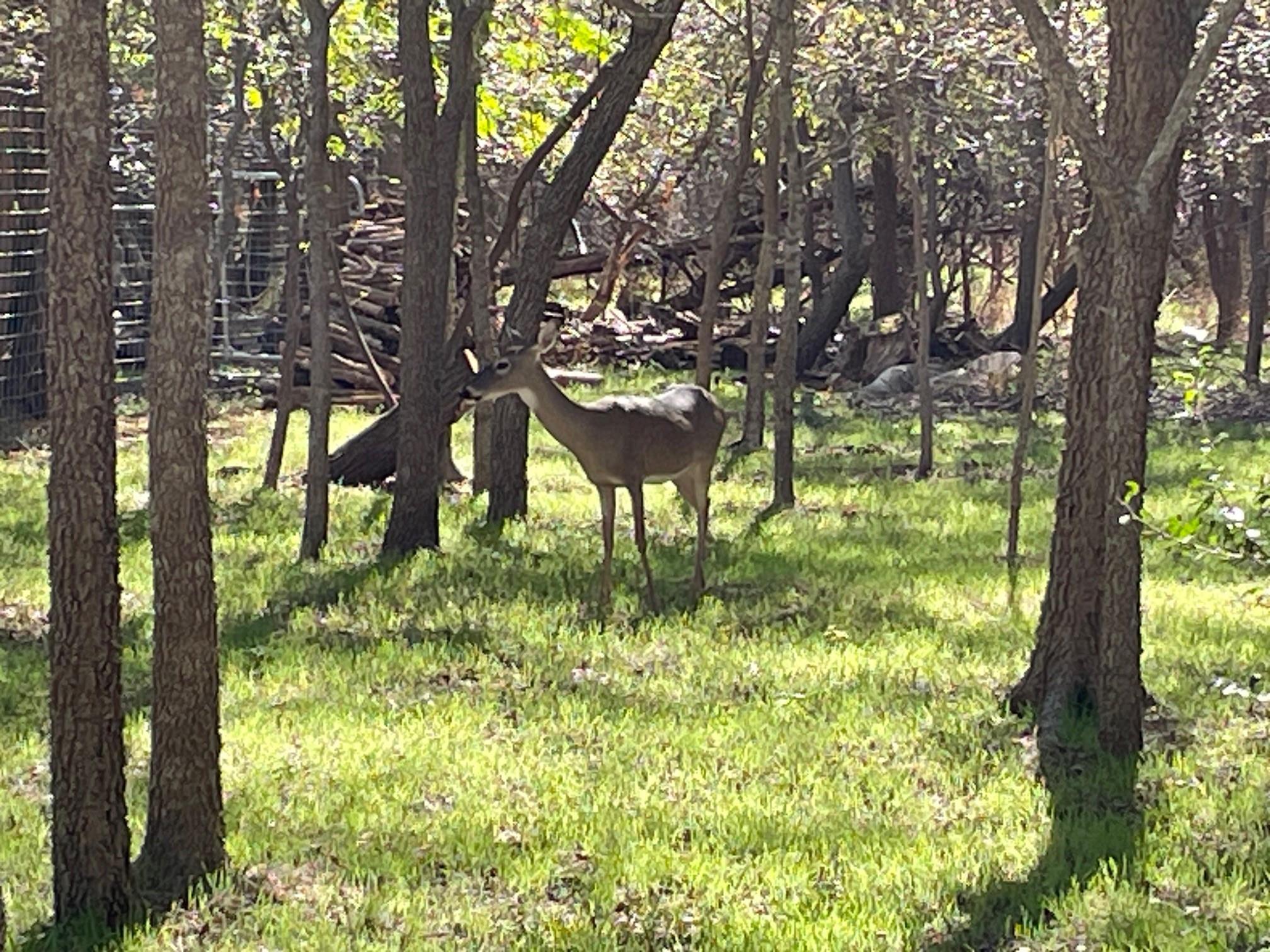 3005 Canter Ln, Austin, TX 78759