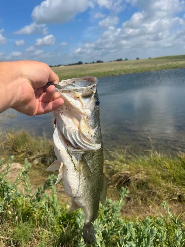 16120 Audrey Ln, Holland, TX 76534