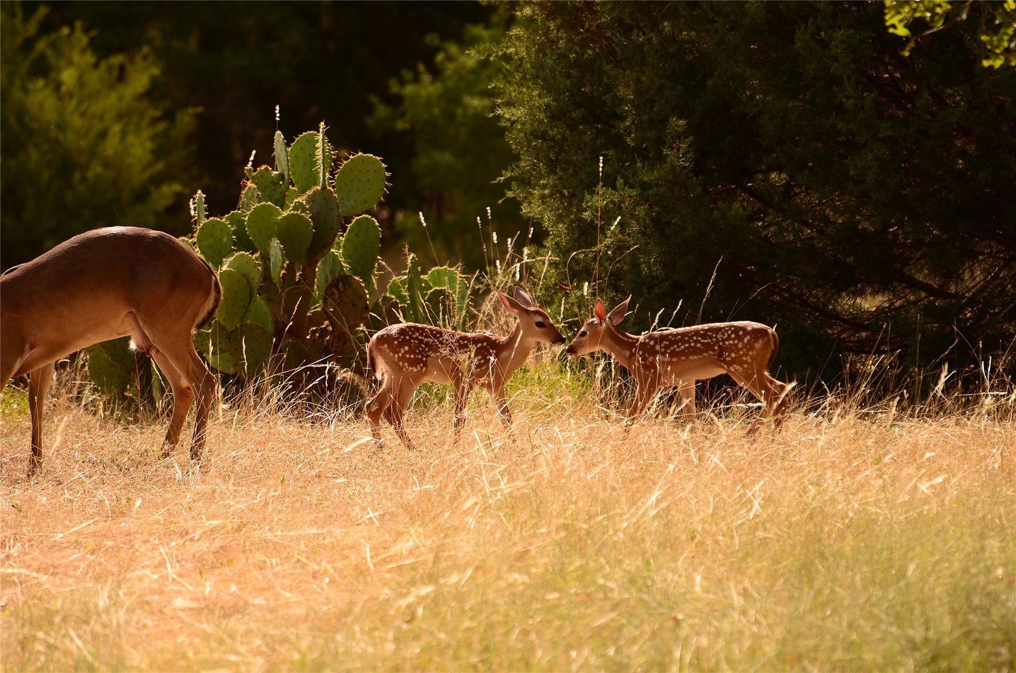 717 Puerto Rico Dr, Wimberley, TX 78676