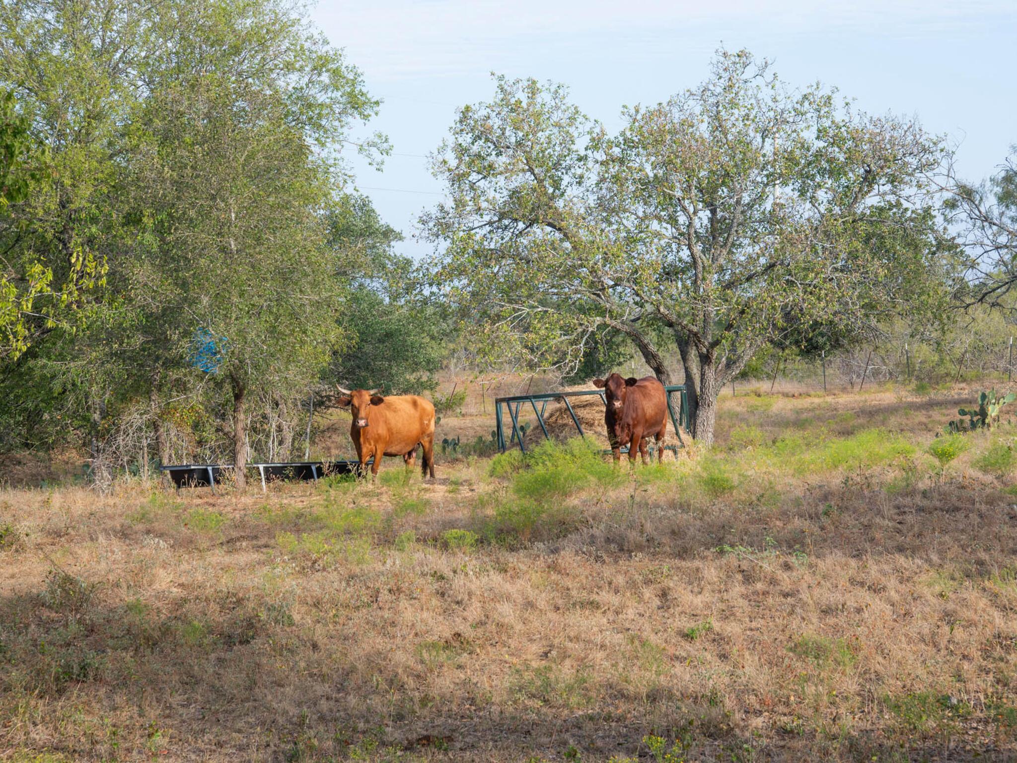 TBD Chalk Rd, Harwood, TX 78632
