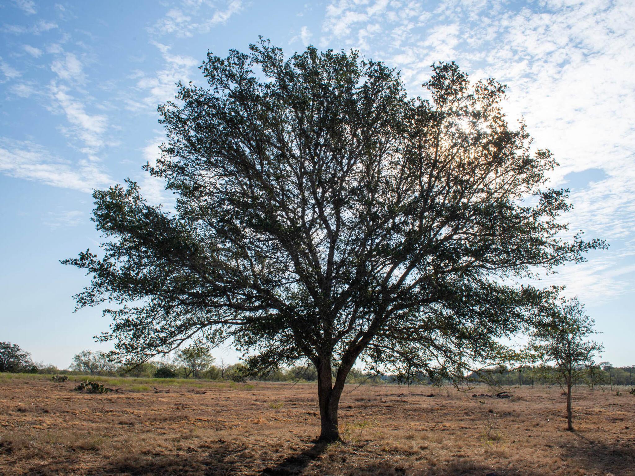 TBD Chalk Rd, Harwood, TX 78632