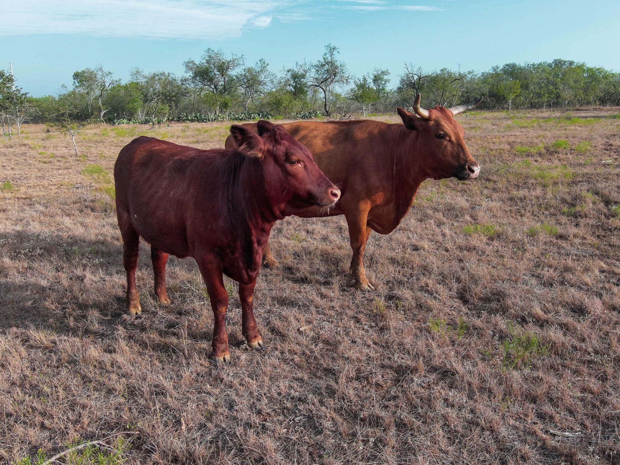 TBD Chalk Rd, Harwood, TX 78632