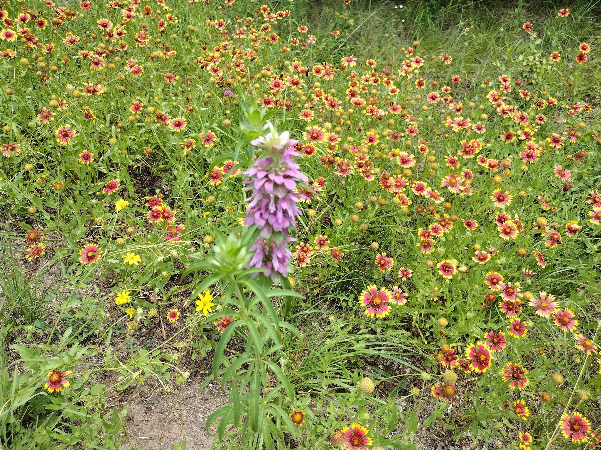 22303 Honeycomb Ln, Leander, TX 78641