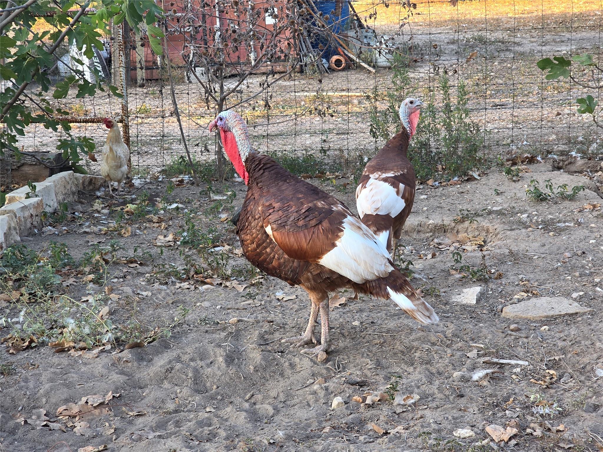 376 Jones Rd, Cedar Creek, TX 78612