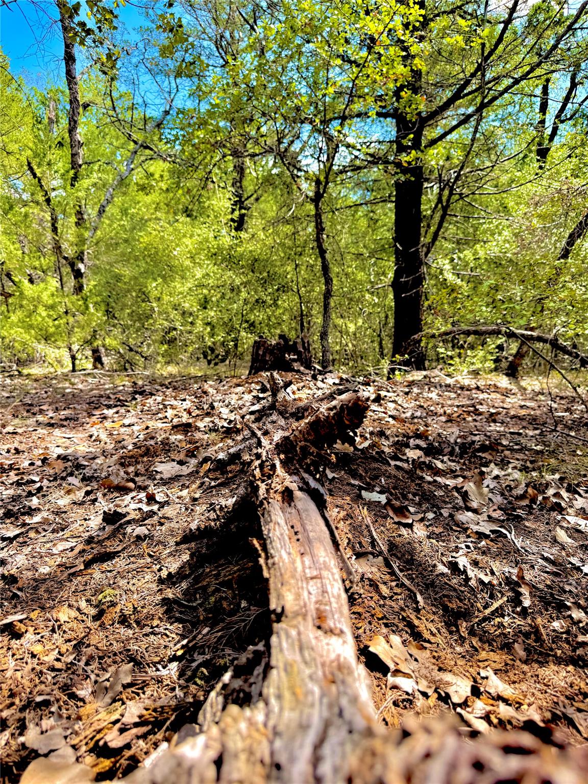 TBD 50.62 Acres Rabel Rd, Rosanky, TX 78953