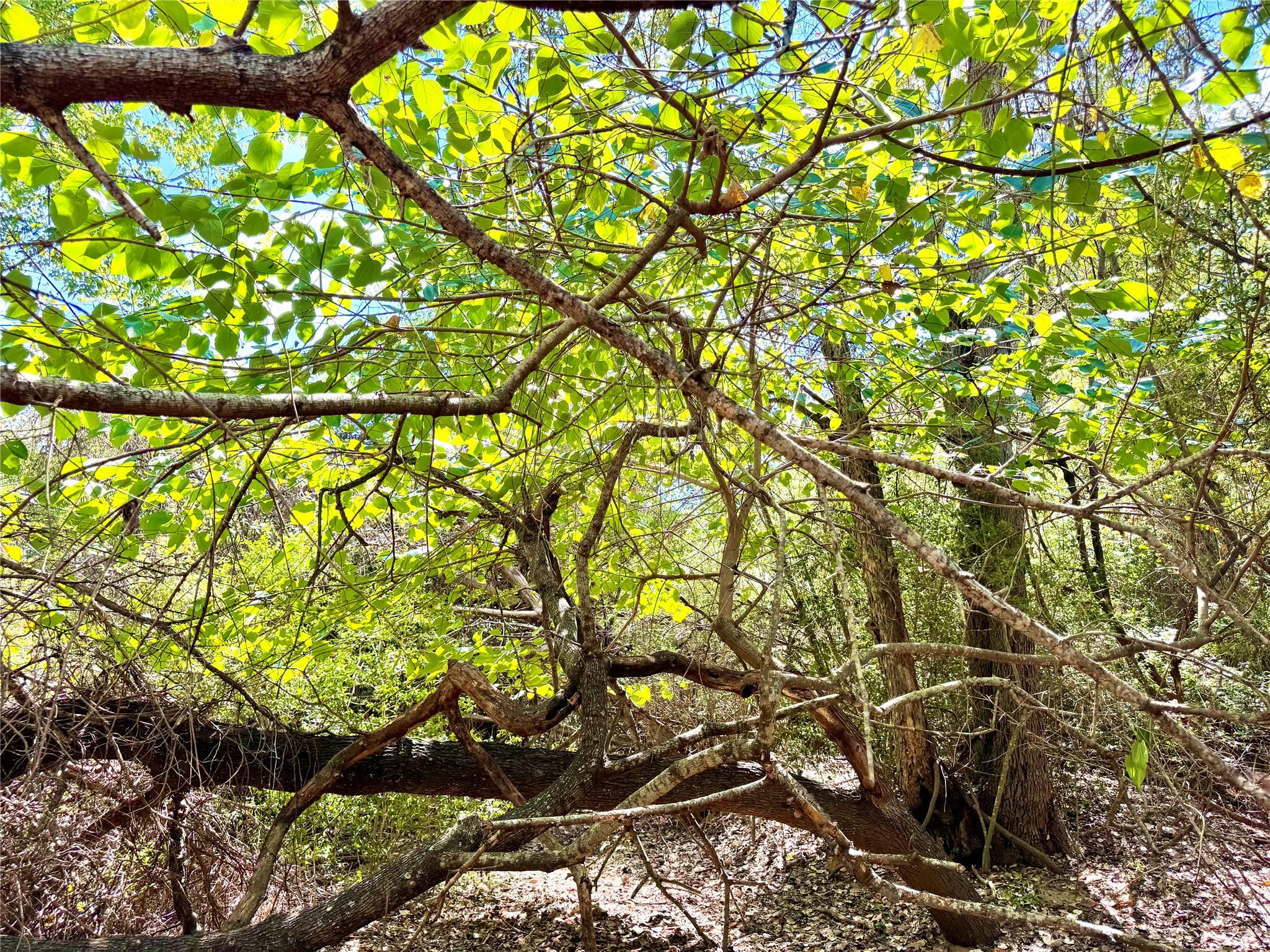 TBD 50.62 Acres Rabel Rd, Rosanky, TX 78953