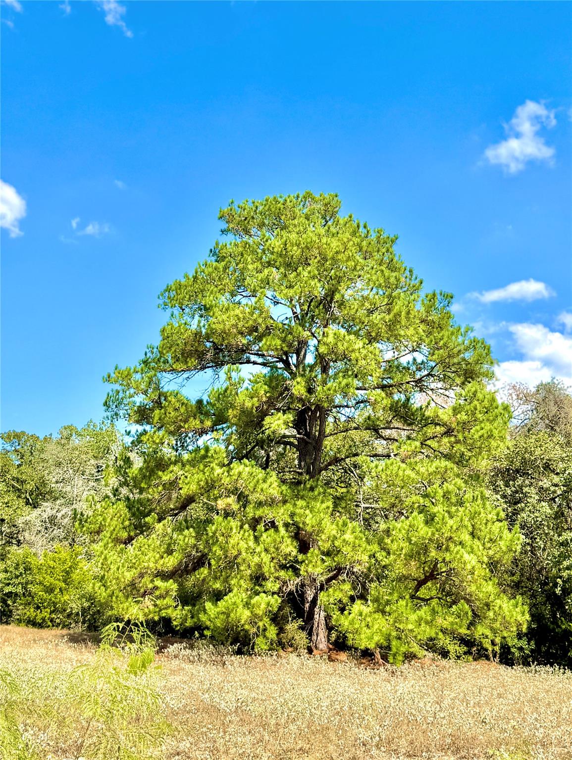 TBD 50.62 Acres Rabel Rd, Rosanky, TX 78953