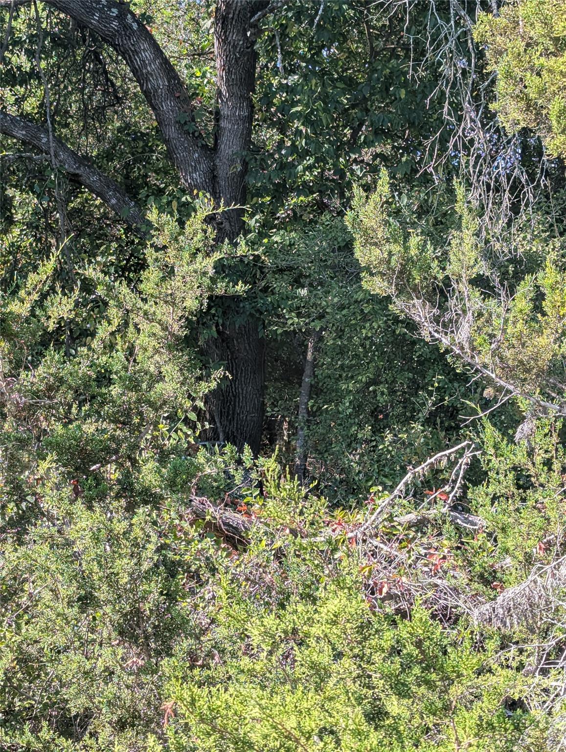 201 Springlake Dr, Dripping Springs, TX 78620