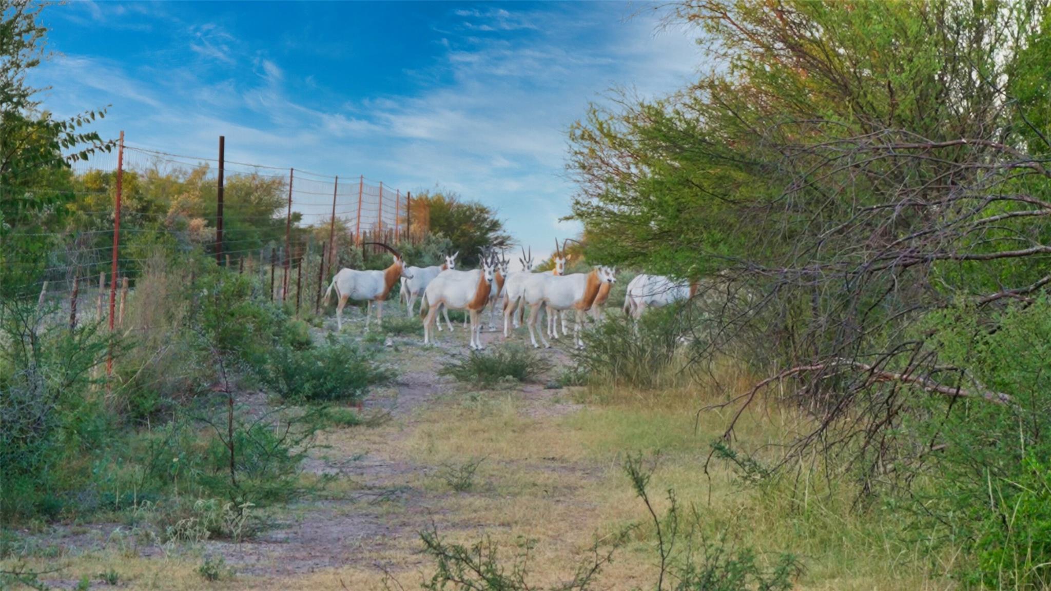 000 Ranch to Market 3008 Rnch, Brackettville, TX 78832