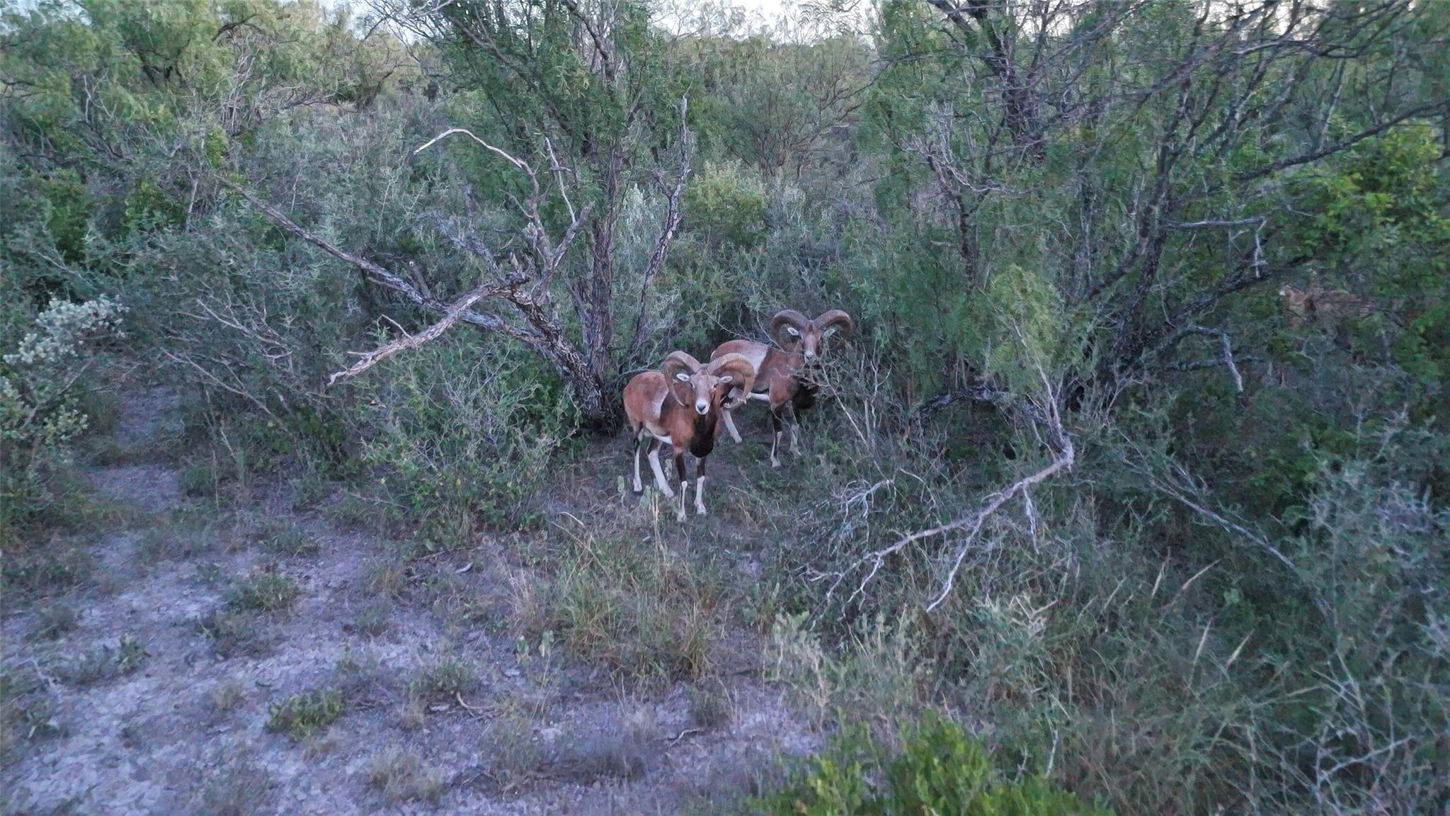 000 Ranch to Market 3008 Rnch, Brackettville, TX 78832