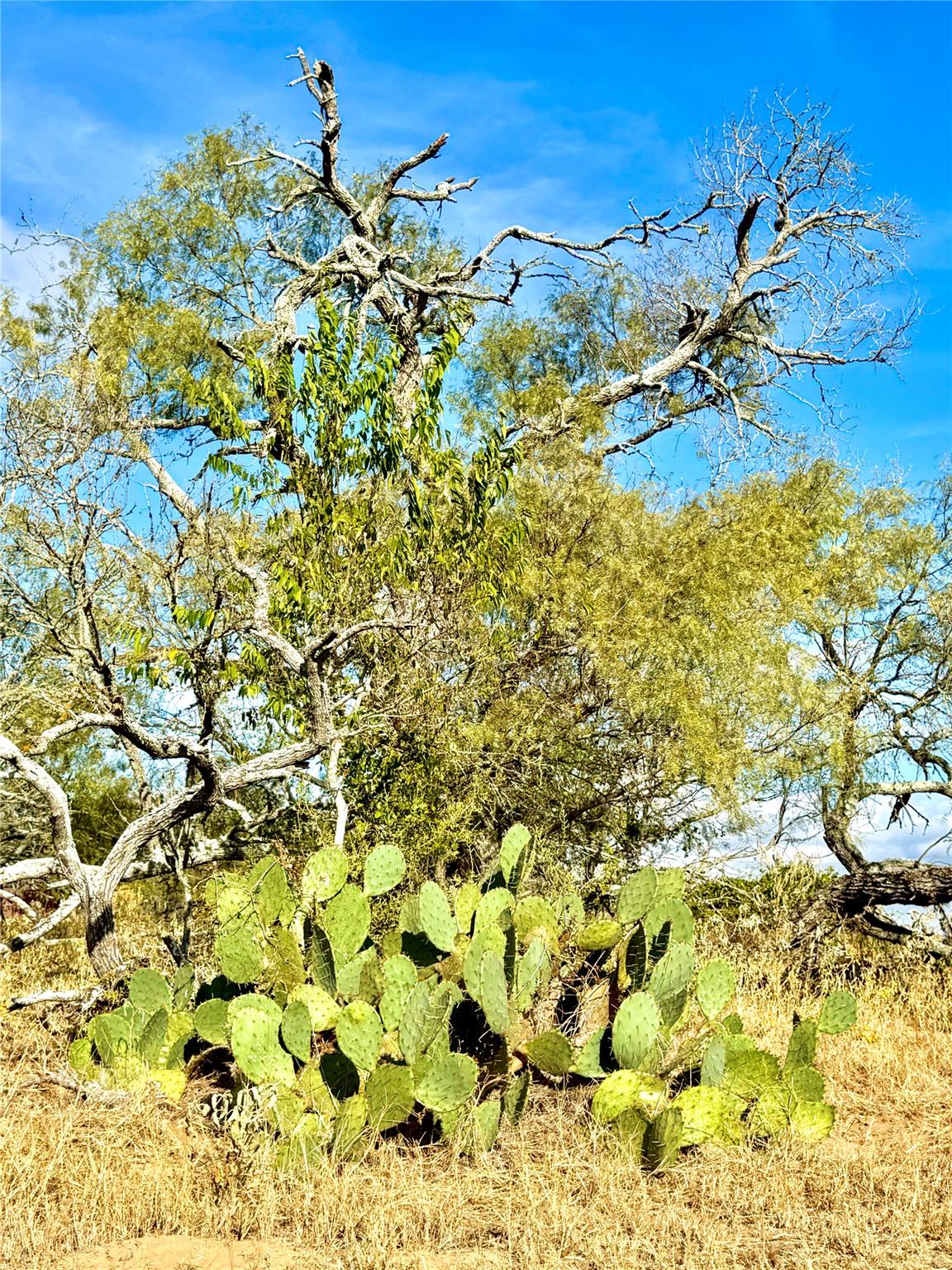 6052 Tenney Creek Rd, Luling, TX 78648