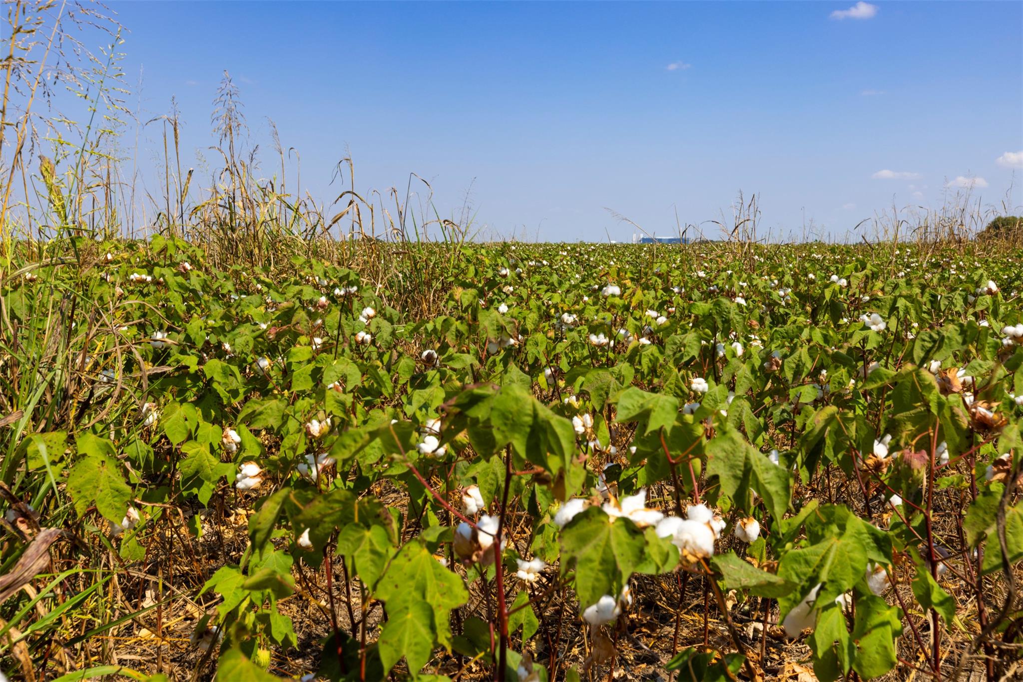 TBD FM 1660, Taylor, TX 76574