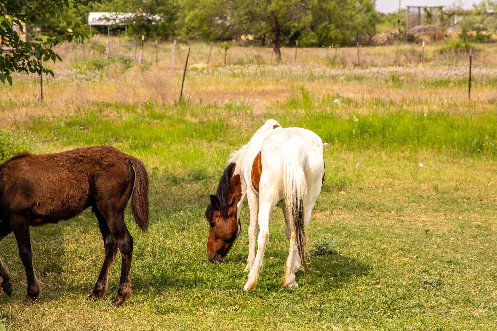 2811 Harris Hill Rd, San Marcos, TX 78666