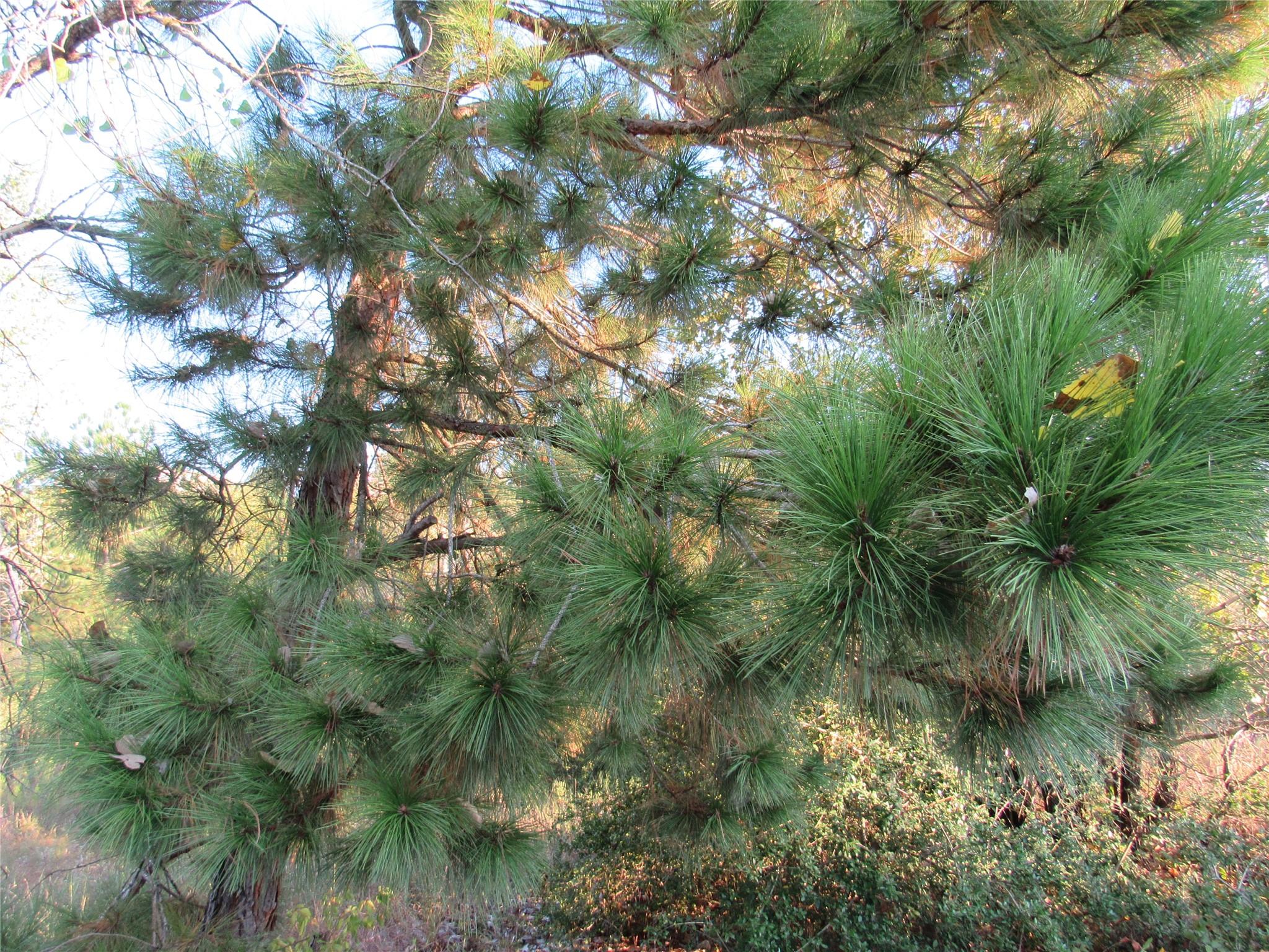 001 Kipahulu Ln, Bastrop, TX 78602