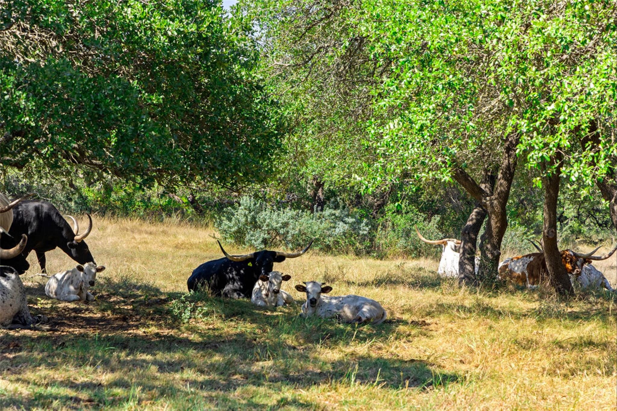 1655 N Walnut Springs Rd, Johnson City, TX 78636