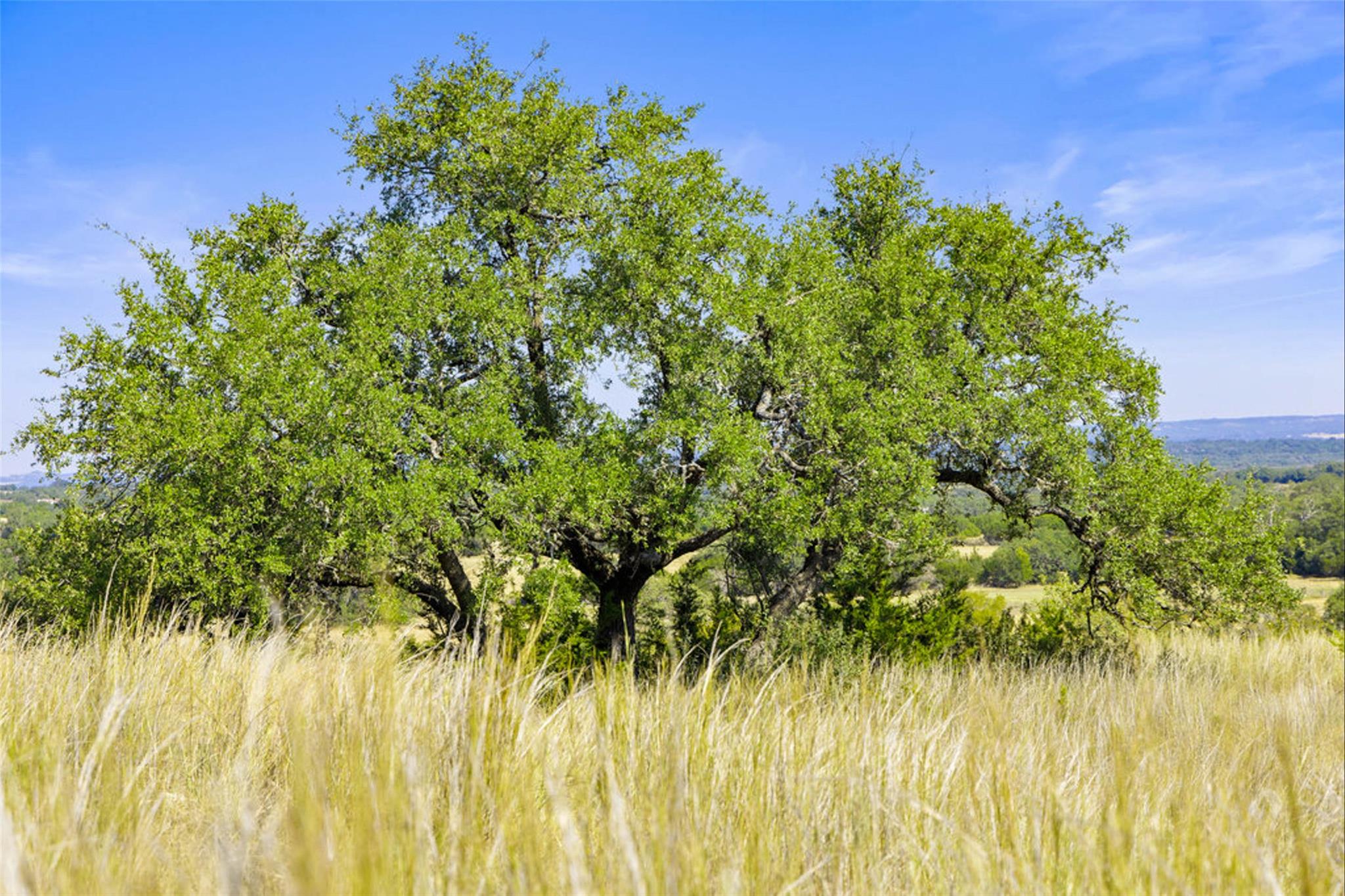 1655 N Walnut Springs Rd, Johnson City, TX 78636